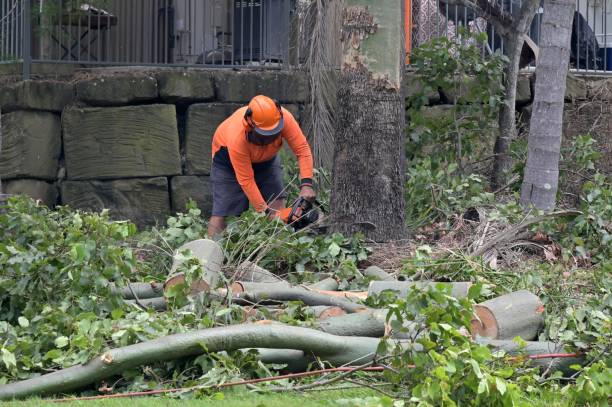 Tree Removal for Businesses in Morgantown, PA